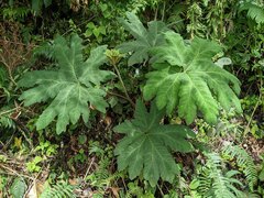 Gunnera manicata