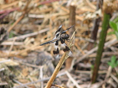 Libellula forensis
