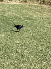Porphyrio melanotus