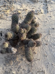 Mammillaria hutchisoniana