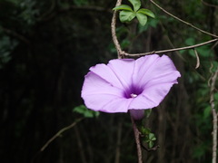 Ipomoea cairica