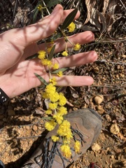 Acacia nervosa