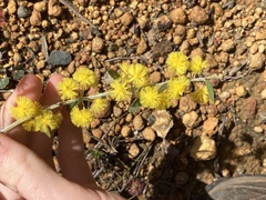 Acacia nervosa