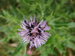 Brassicogethes aeneus