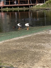 Anseranas semipalmata