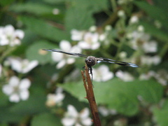 Libellula forensis