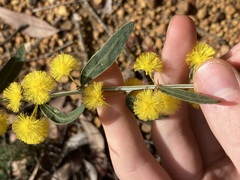 Acacia nervosa