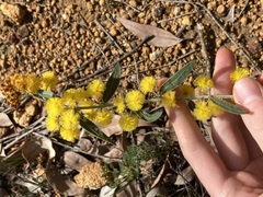 Acacia nervosa