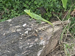 Basiliscus plumifrons