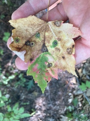 Acericecis ocellaris