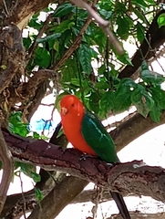 Alisterus scapularis