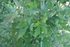 Acer saccharinum