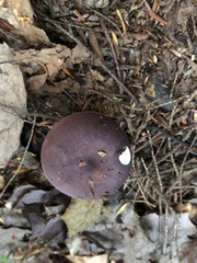 Russula mariae