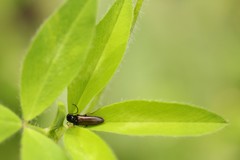 Oestodes tenuicollis