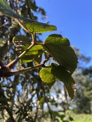 Cissus obliqua