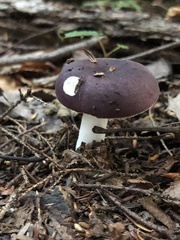 Russula mariae