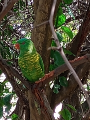 Trichoglossus chlorolepidotus