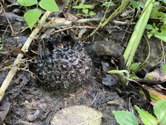 Symplocarpus foetidus