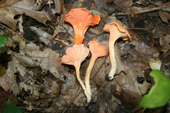 Cantharellus cinnabarinus