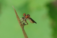 Holcocephala