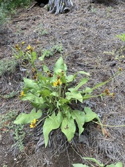 Balsamorhiza