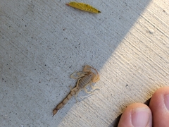 Paravaejovis confusus