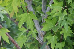 Acer saccharinum