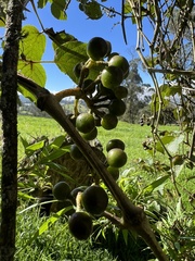 Cissus obliqua