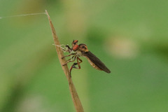 Holcocephala