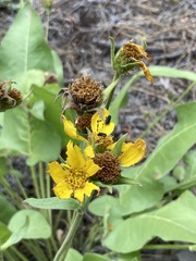 Balsamorhiza