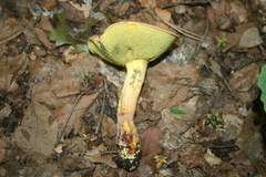 Boletus sensibilis
