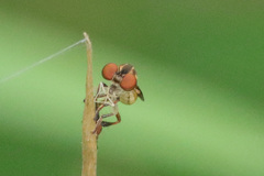Holcocephala