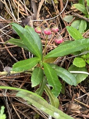 Chimaphila umbellata