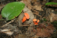Cantharellus cinnabarinus