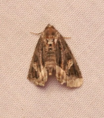 Homophoberia apicosa