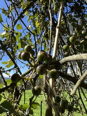 Cissus obliqua