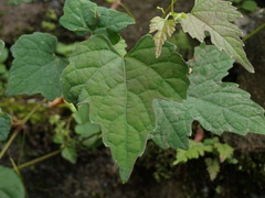 Ampelopsis glandulosa hancei