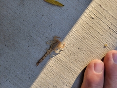 Paravaejovis confusus