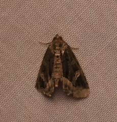 Homophoberia apicosa