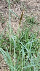 Dichanthium sericeum