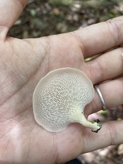 Favolus brasiliensis