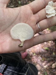 Favolus brasiliensis