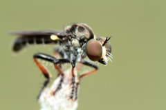 Hadrokolos texanus