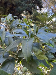 Solanum oblongifolium