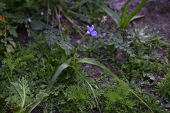 Tecophilaea violiflora