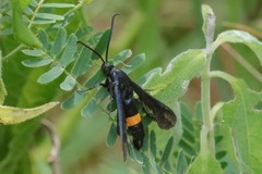 Synanthedon exitiosa