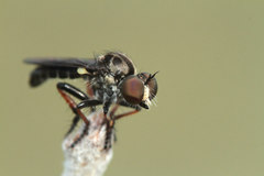 Hadrokolos texanus