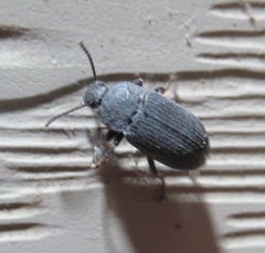 Blapstinus