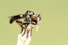 Hadrokolos texanus