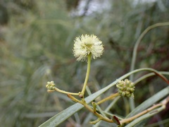 Acacia stenophylla